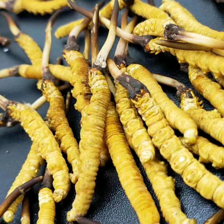 大宗药食同源供应链源头货源