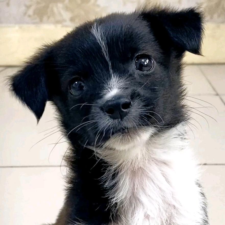 田园犬六一