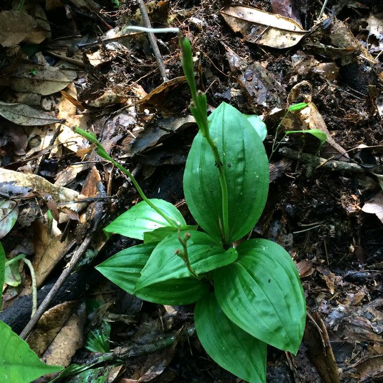慈利县高君食品商行
