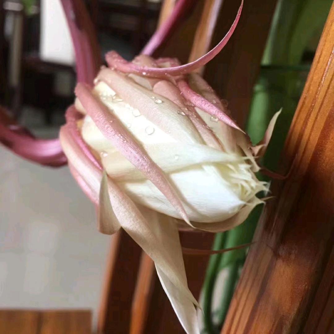 一十一=王