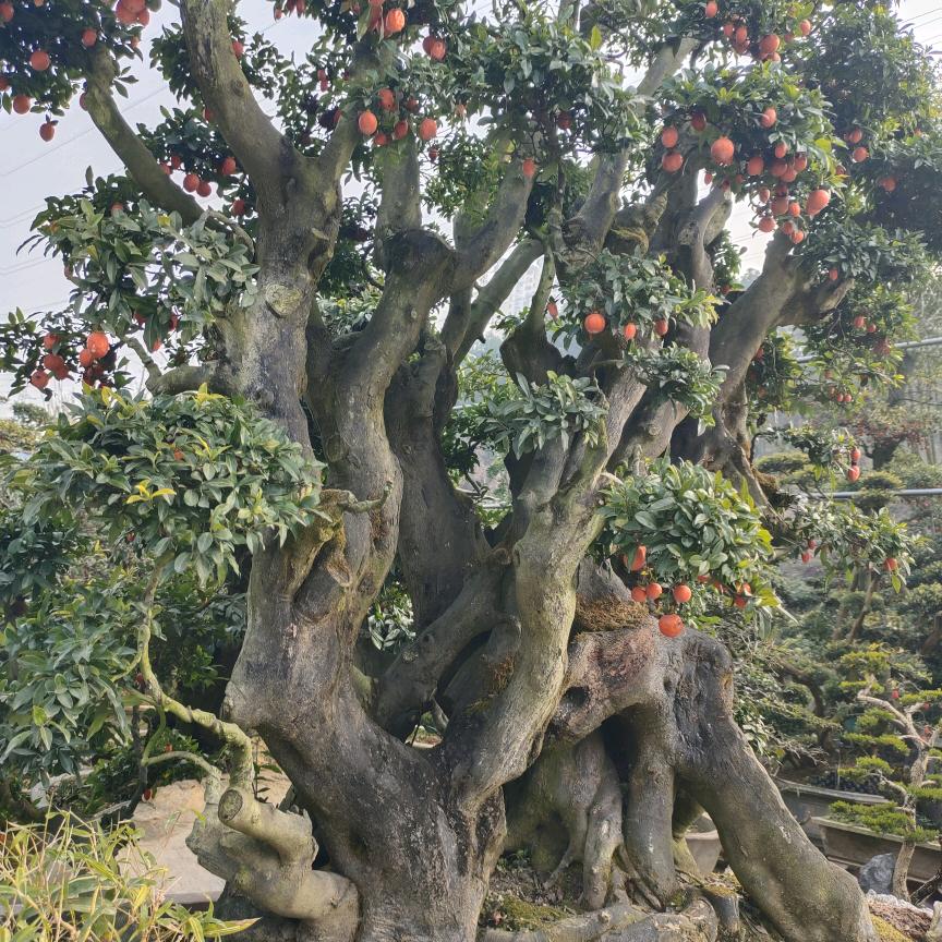 花好