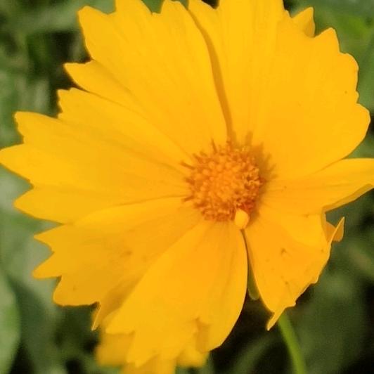 ^O^🌻向日葵🌻^O^