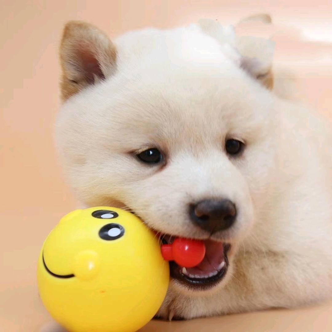 家有七宠