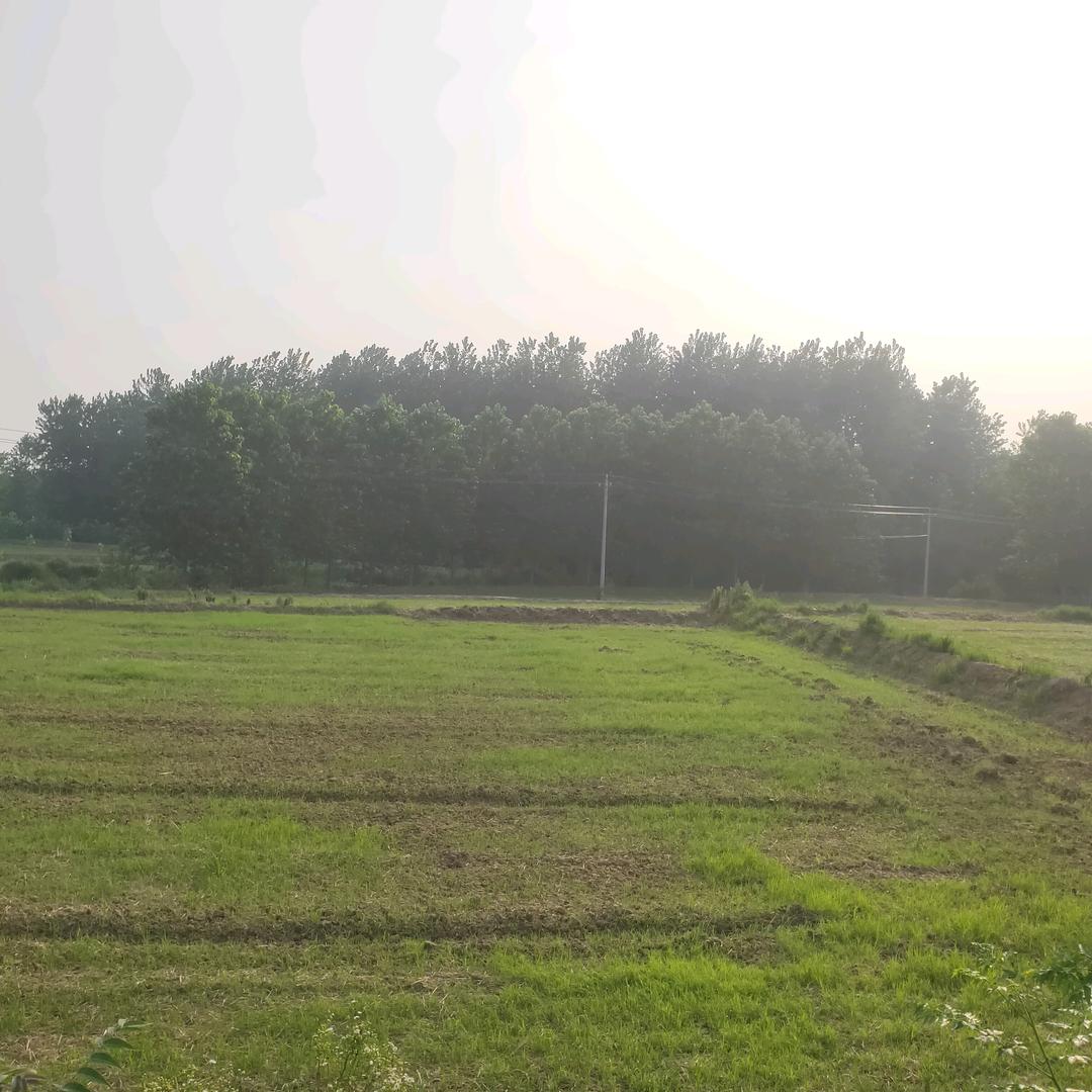 张其林