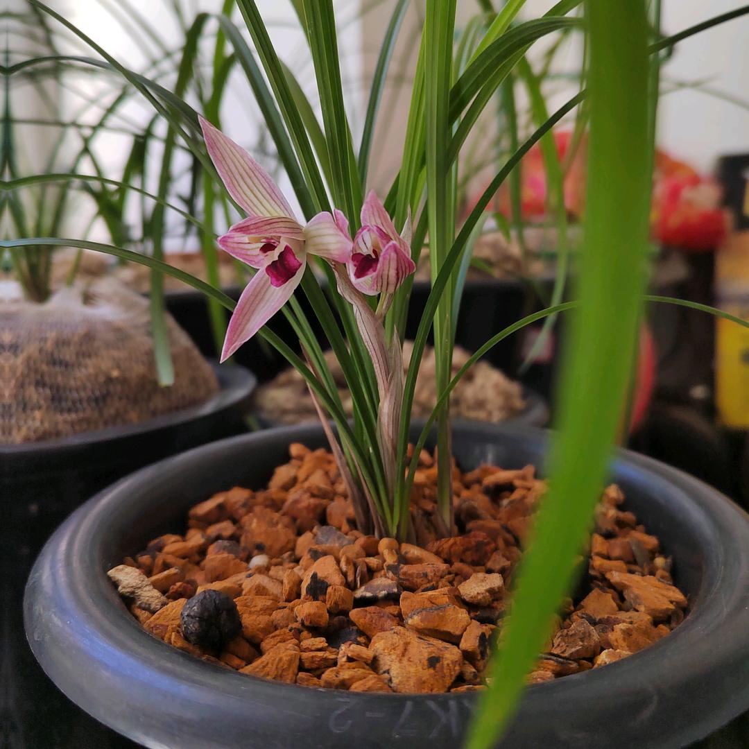 &风花雪月&
