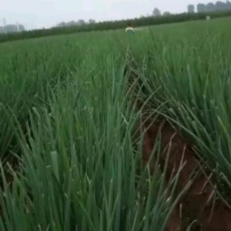 河南省滑县李志强家庭农场