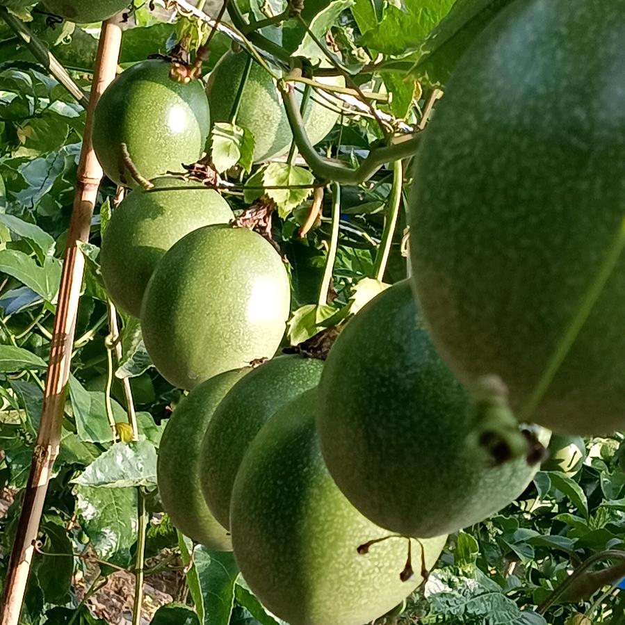 百香果家家