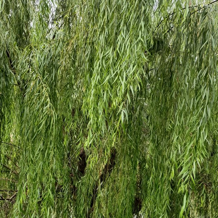 ٩(￥A￥)۶恭喜发财