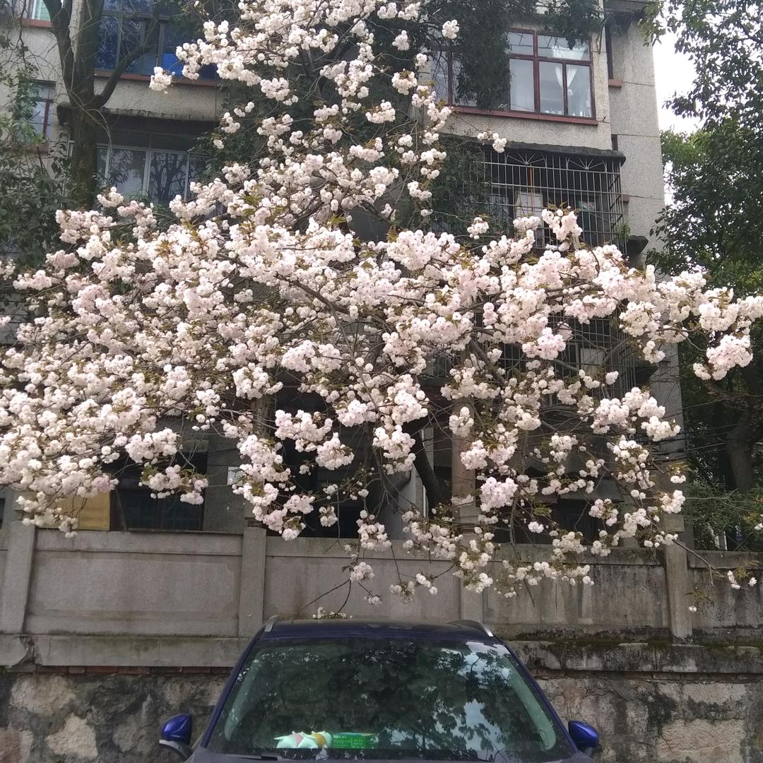 淑一|女一1一叔女