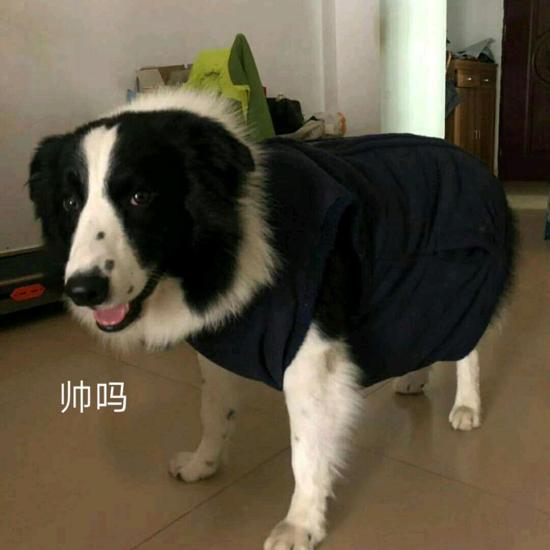 马大哈