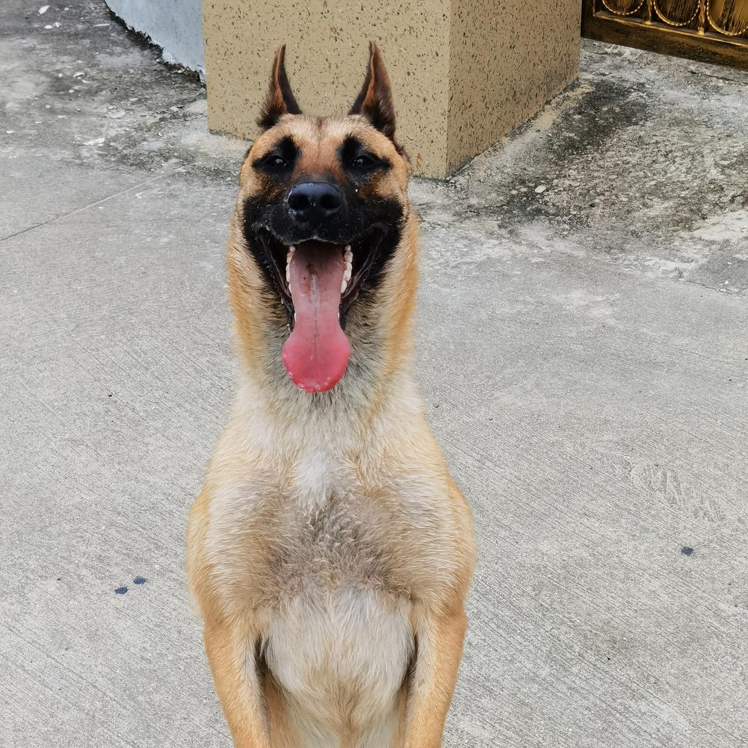 马犬（卡卡）