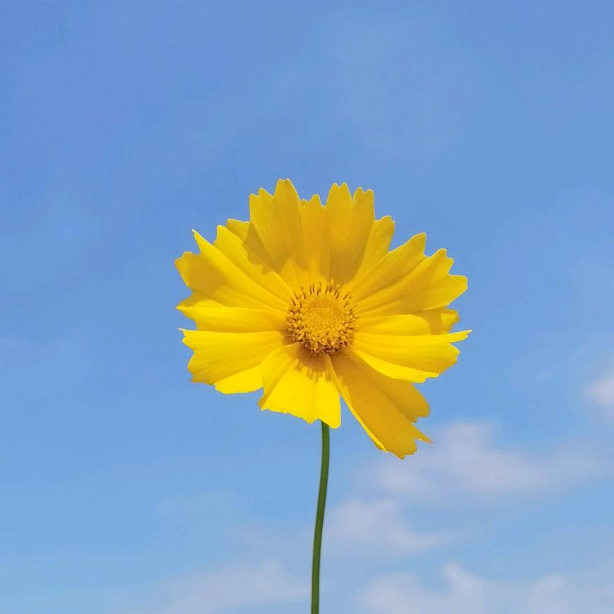 子陌笙箫