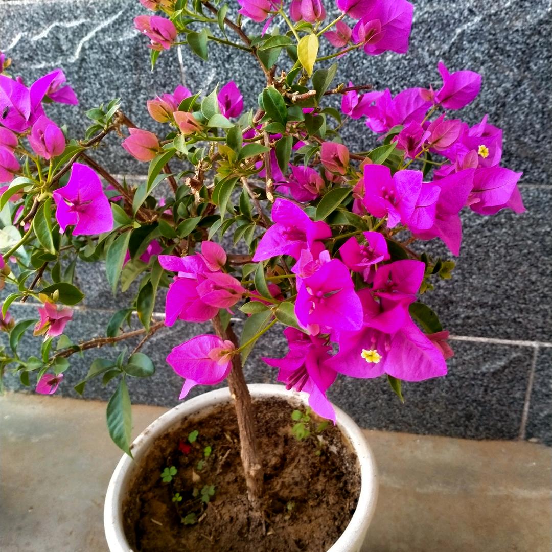 立芬