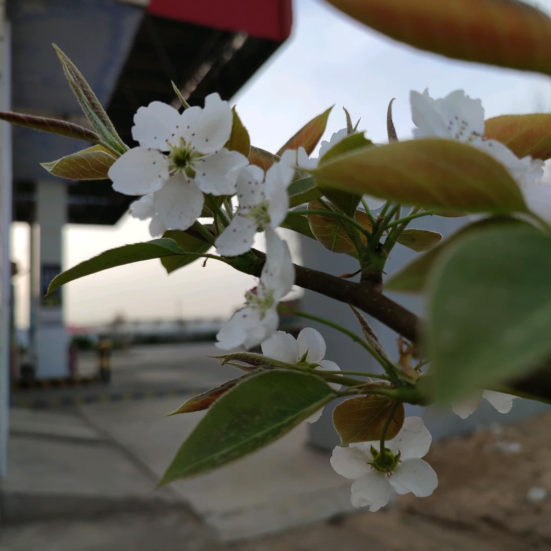 蒜
