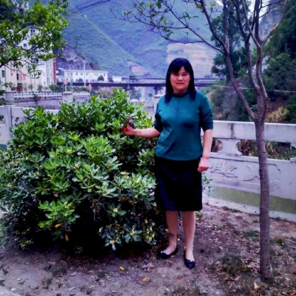 绵羊