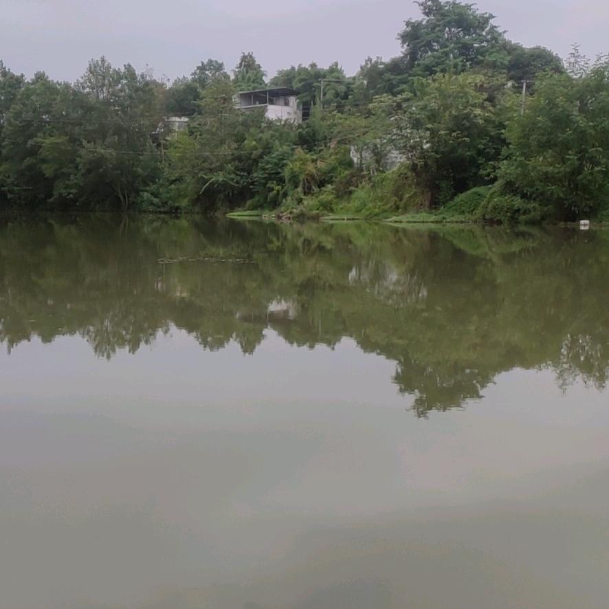 核多春