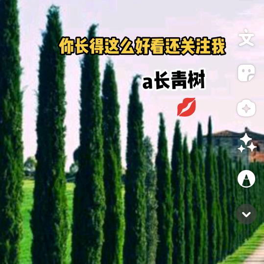 ✨a 长青树✨