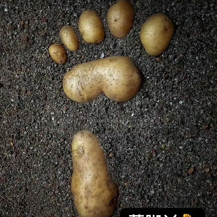 大均精选🥔