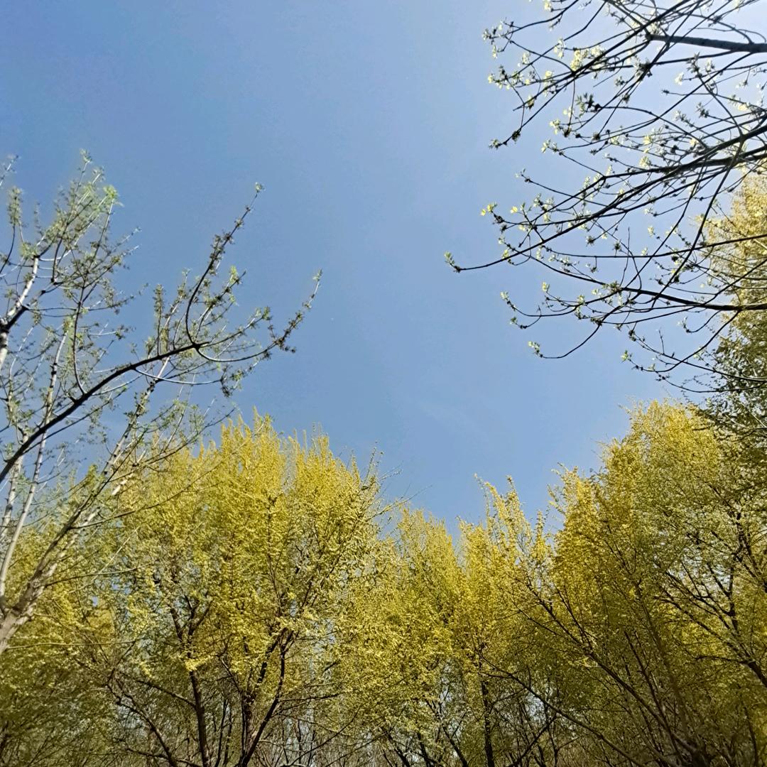 小王soso