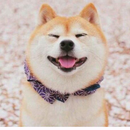 好想养只小柴犬