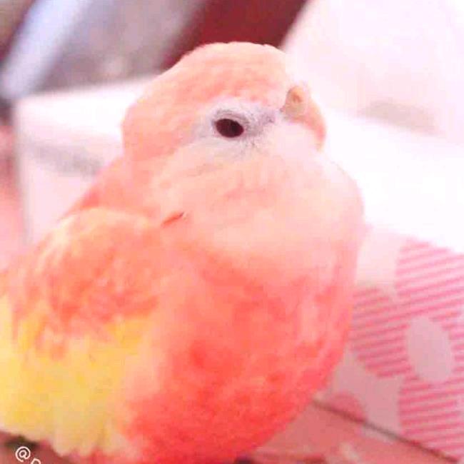 樱花味发糕头像