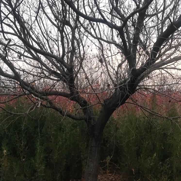 青州诚信苗木基地