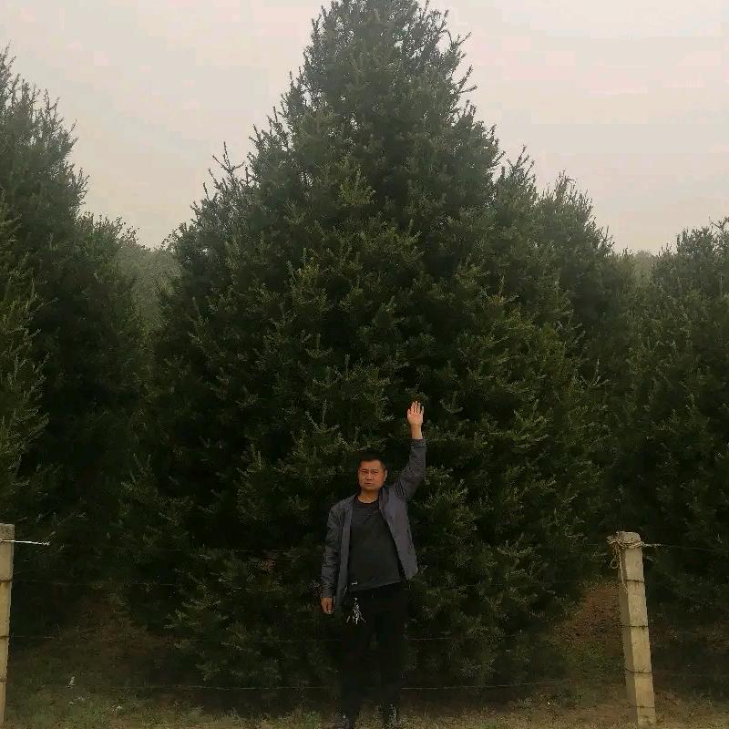 蓝田县韵饶白皮松园林有限公司