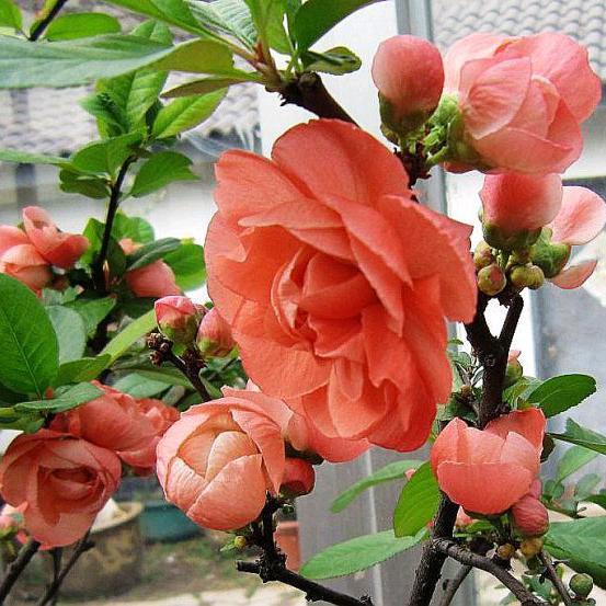 亮哥花卉