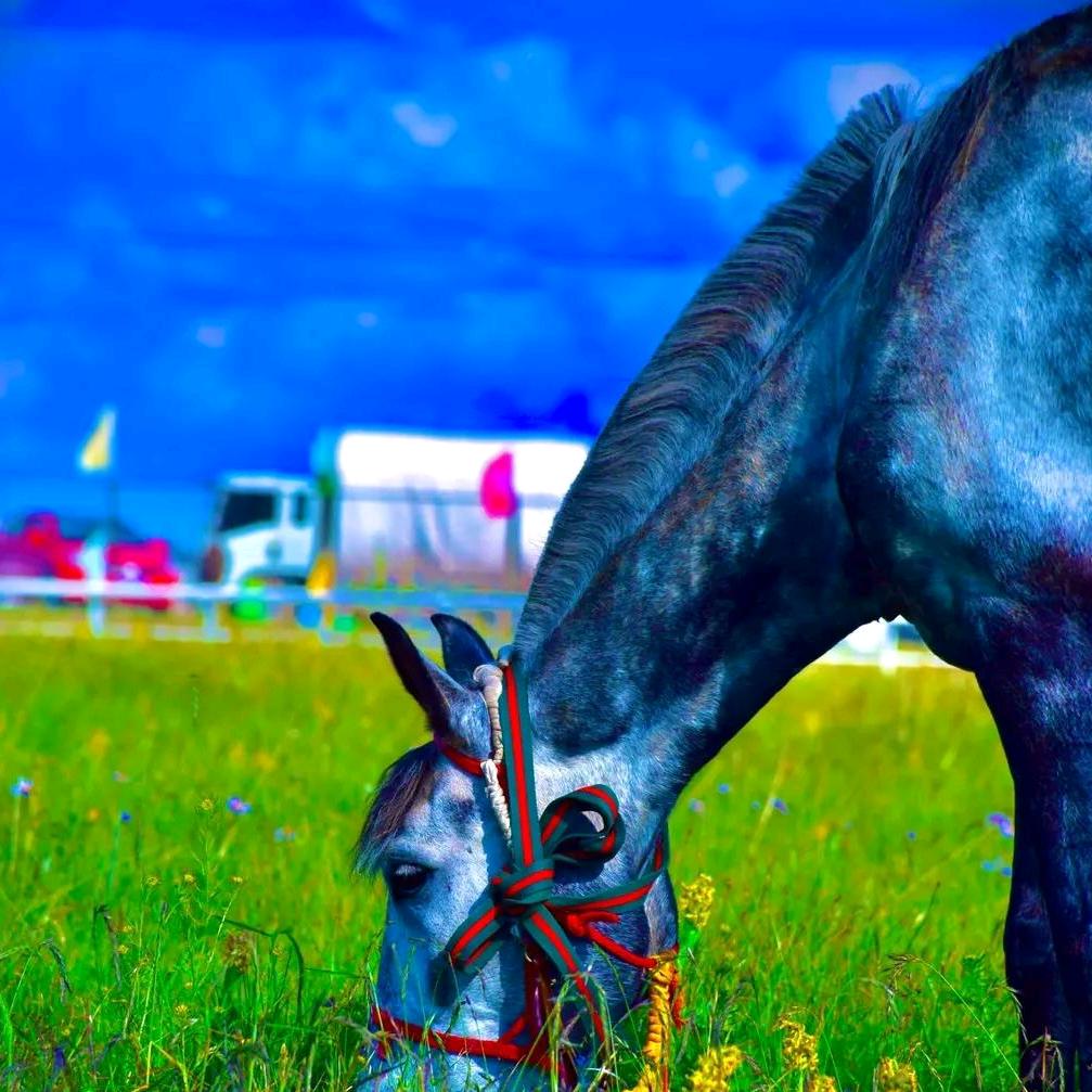 ❣️ཧོར།🐎
