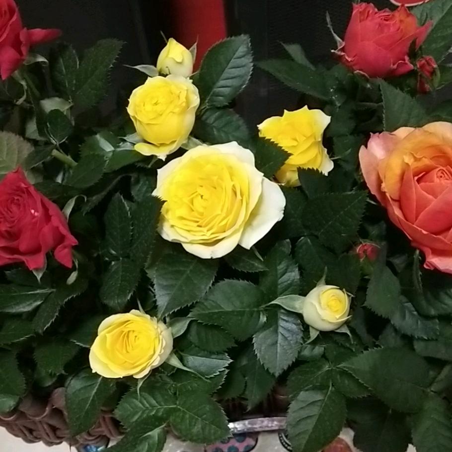 爱浪音响晋州市