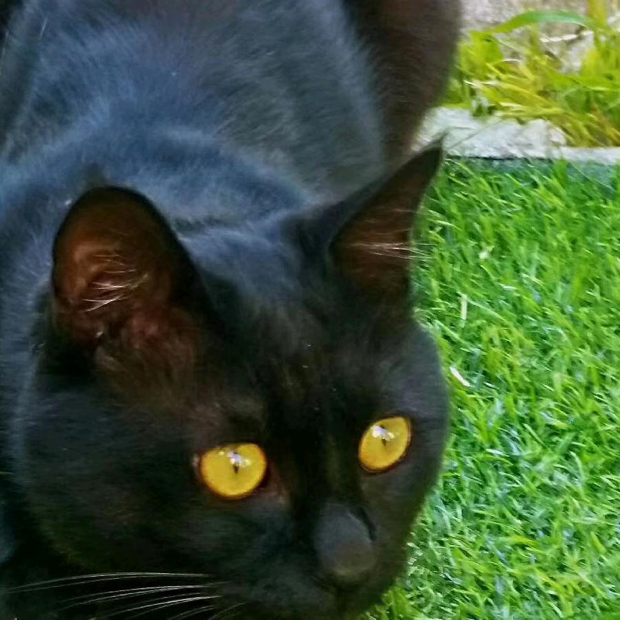 最爱猫猫