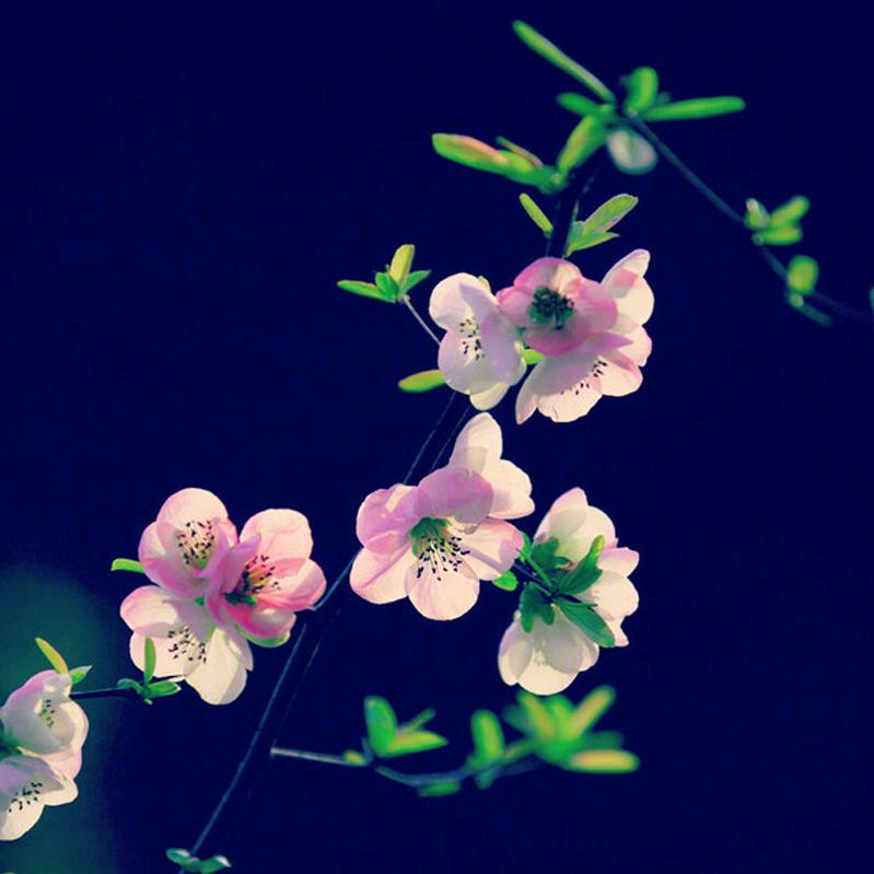 花样鞋材