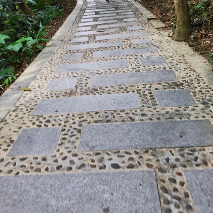 番茄虫虫