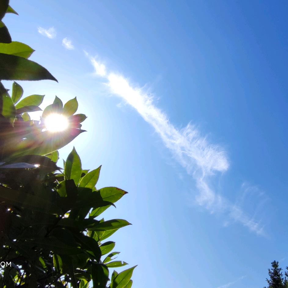 尼罗河的快乐鱼🐟