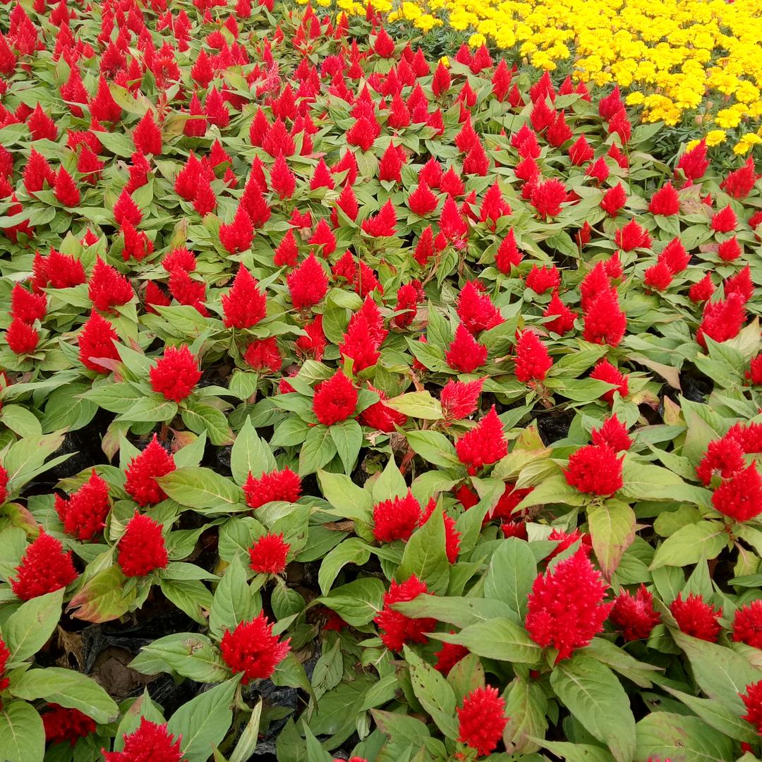 命运在我手中（87－90）