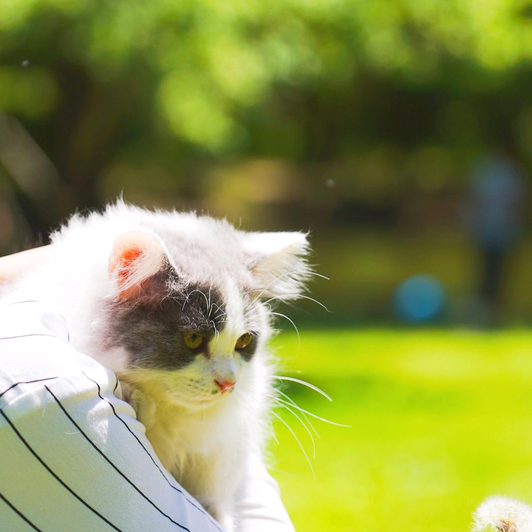 猫了个咪喵了个呜