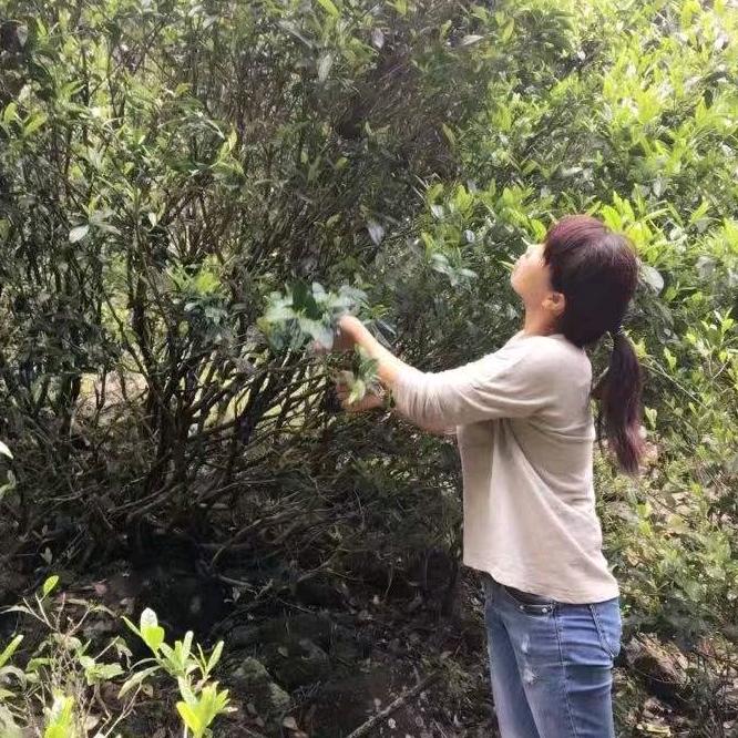 戈茗福建武夷西坑庙茶业有限公司茶叶专卖店