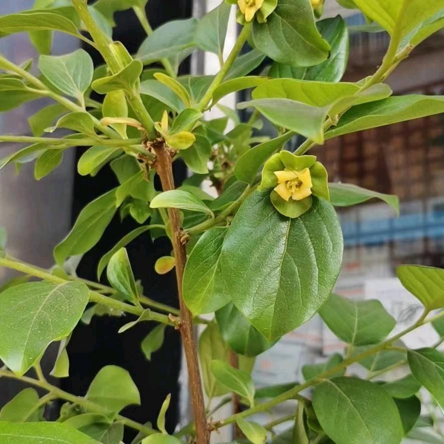 🌈九天神剑🌈