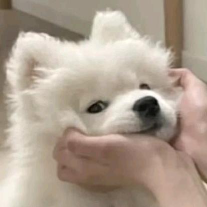 倦迟