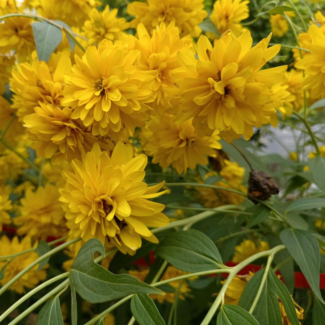 茂茂
