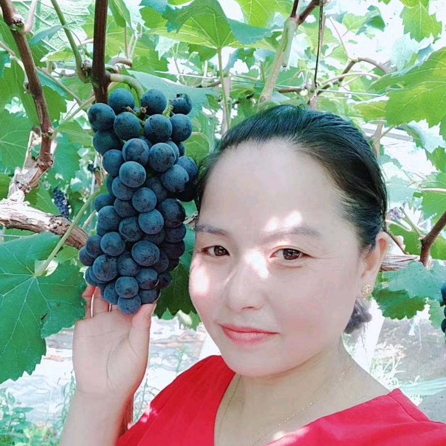 春风姐葡萄采摘园