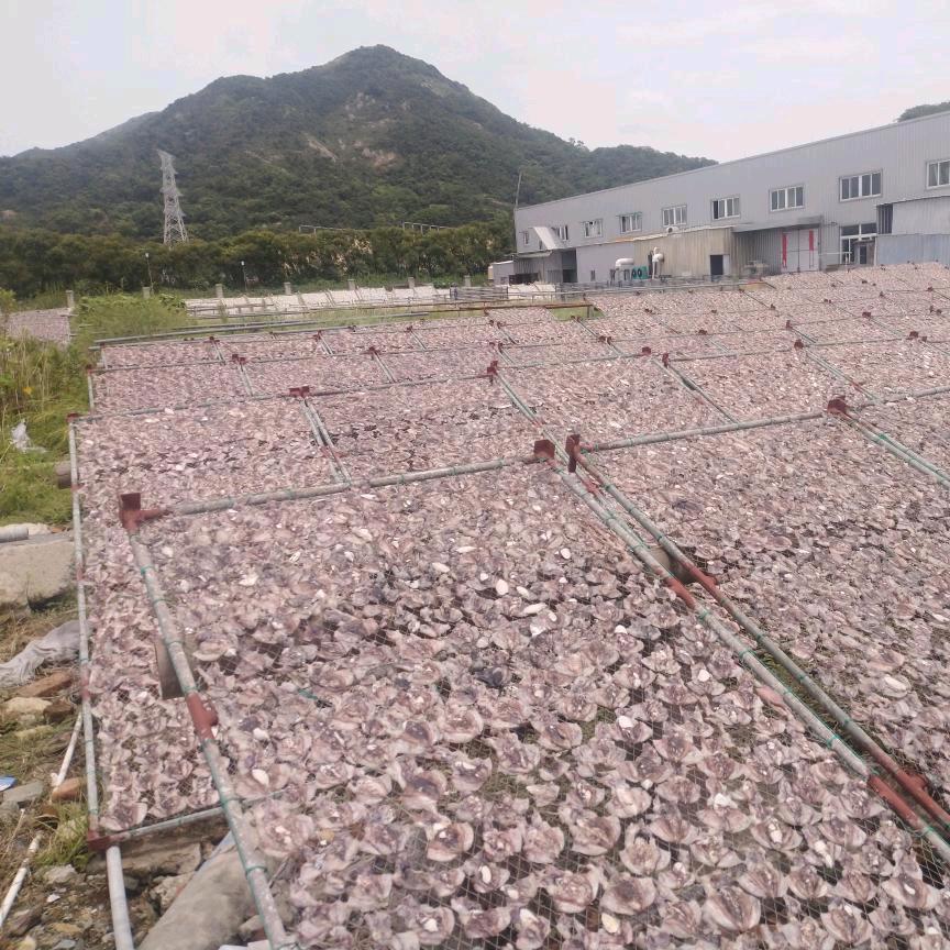 墨鱼干松门阿勇