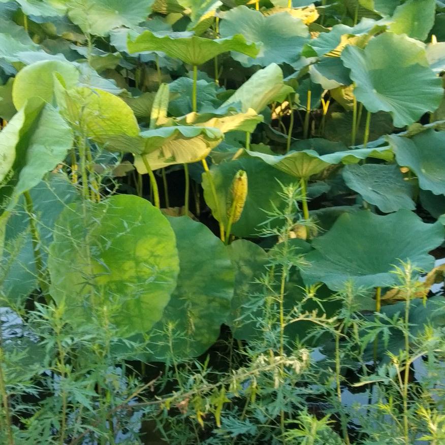 沈庆合