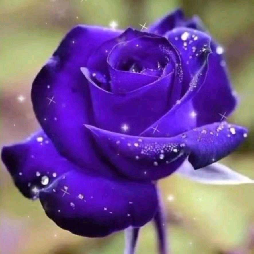 紫色玫瑰花
