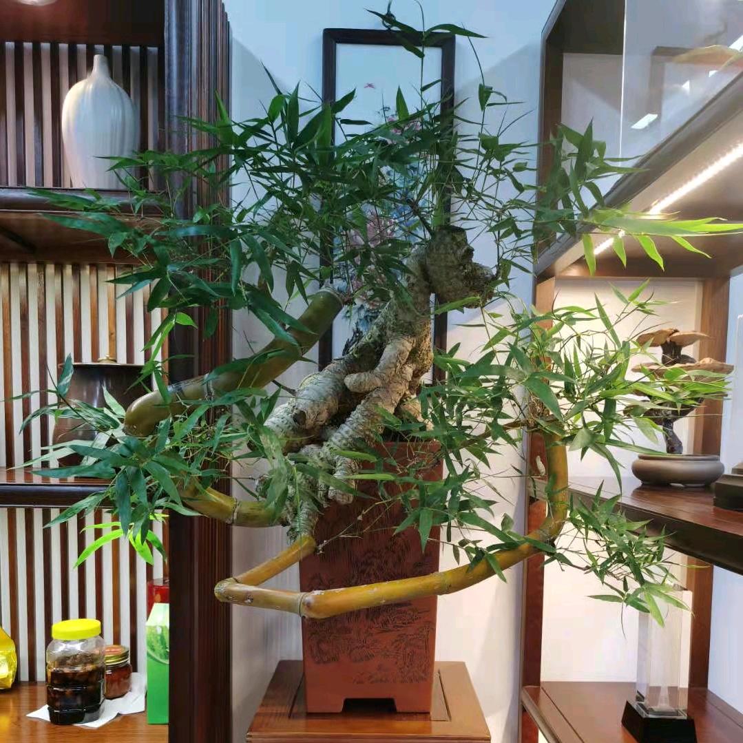 簕竹原乡（高货）