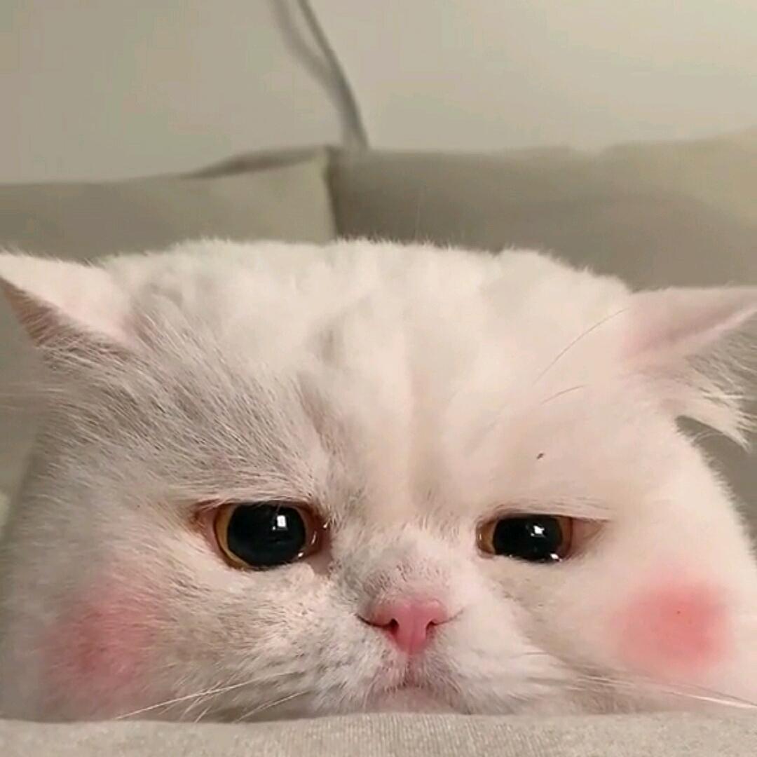 yii_eee