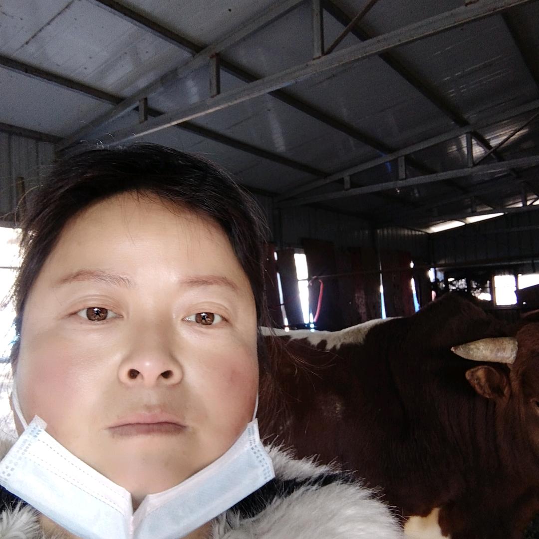 散放土黄牛肉直销林姐