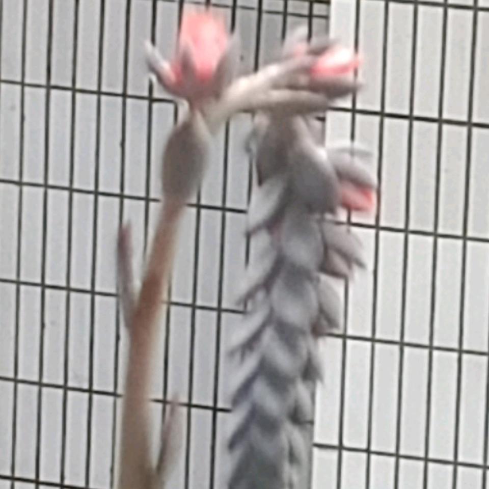 黄向英