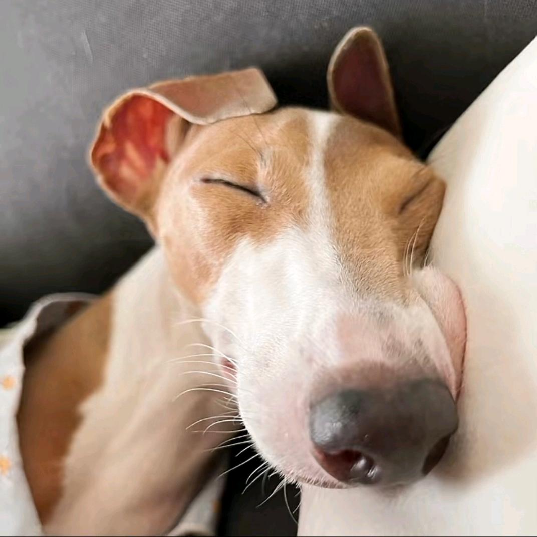小短腿💕