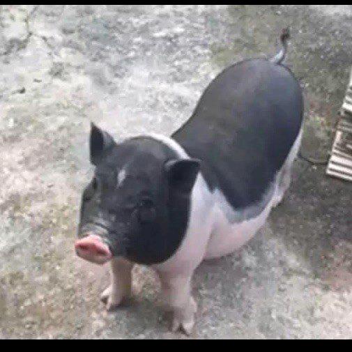 坏坏😘（听歌聊天唱歌）